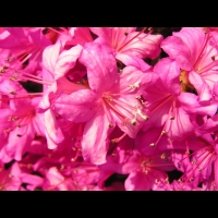 Azalee - Azalea Hatsugiri (fam. Ericacees) (2)